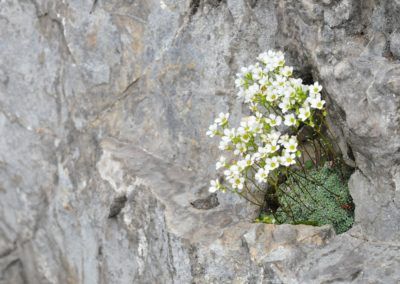 A group of white flowers growing out of a rock in Tirol's Karwendel Höhenweg.