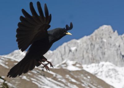 A black bird flying in the Karwendel mountains.