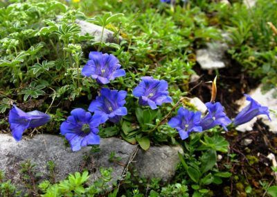 A group of blue flowers growing on a Karwendel rock.
