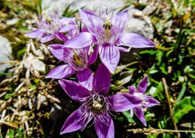 Deutscher Fransenenzian (Gentiana germanica)