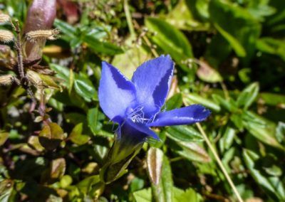 A blue flower with green leaves found along the Karwendel Höhenweg in Tirol.