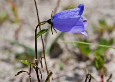 A vibrant, purple flower on a Karwendel plant in Tirol.
