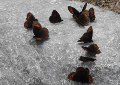 A group of butterflies on a rock in Tirol.