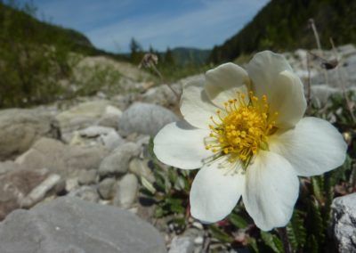 A white flower with a yellow center found along the Höhenweg in Karwendel, Tirol.