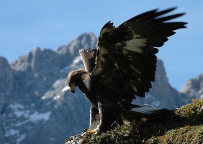 A bird with wings spread soaring above the Höhenweg in Karwendel, Tirol.