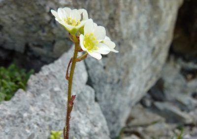 Un fiore bianco con centro giallo che si trova lungo il Tirol Karwendel Höhenweg.