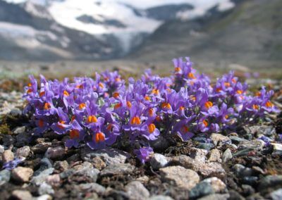 Purple flowers growing on rocks along the Höhenweg in Karwendel, Tirol.