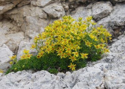 A yellow flowers growing on a rock in Tirol.