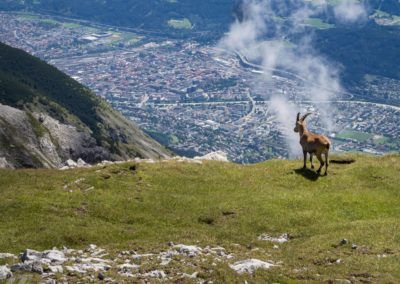 Steinbock mit Blick auf Innsbruck