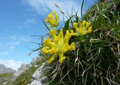 Vibrant yellow flowers adding color to the picturesque mountain landscape during the invigorating hike from Toru to Solsteinhaus or Pfeishütte.