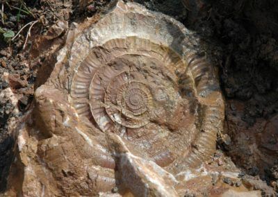 Fossilien im Karwendel