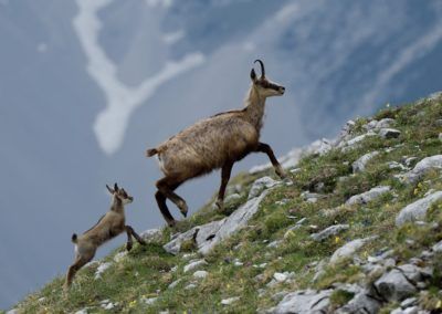 A goat and baby goat walking on a rocky hill in Tirol.