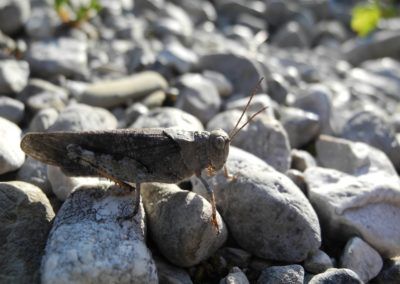 Risstal Hohljoch Gefleckte Schnarrschrecke
