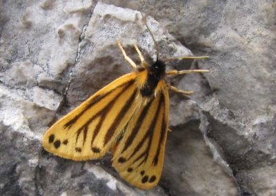 A yellow and black moth on a rock in Karwendel, Tirol.
