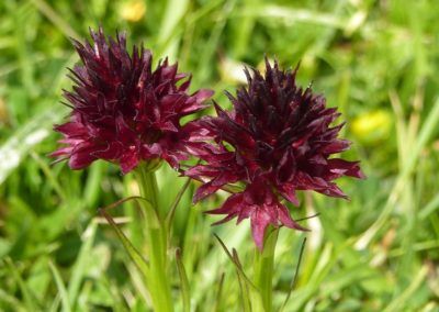 A close up of Tirol flowers.