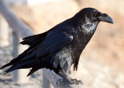 A black bird perched on a wooden fence along the Höhenweg in Tirol, with the majestic Karwendel mountains as its backdrop.
