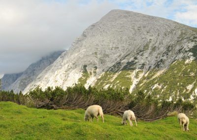Un gruppo di pecore al pascolo in un campo erboso lungo il Tirol Höhenweg nella regione del Karwendel.