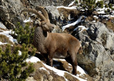 A Tirol goat with horns standing on a rocky hill along the Höhenweg in Karwendel.