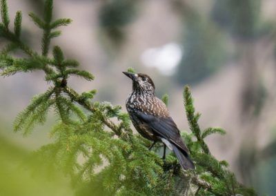 A bird perched on a tree branch while enjoying the scenic Höhenweg in Karwendel, Tirol.