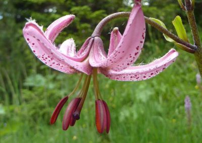 A pink flower with white spots in the Karwendel region of Tirol.