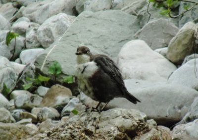 A bird perched on a rock along the Höhenweg trail in Karwendel, Tirol.